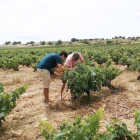 Juan Manuel Burgos inspecciona una viña junto a un técnico en un viñedo de Bodegas Avan.-ECB