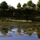 Las aguas de la laguna del Pozo de Airón de Aldea de Pinar no son profundas, excepto en la ‘hoya’ central, que tiene unos 3 metros de diámetro. ECB