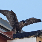 Imagen de uno de los halcones peregrinos reintroducidos en la ciudad por el proyecto Hacking Burgos.