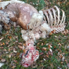 El ataque del lobo deja seis ovejas muertas y varias mordidas en Villafranca Montes de Oca