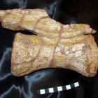 Vértebra de la cola de Demandasaurus darwini limpia y restaurada.