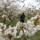 Las flores ya cubren buena parte de los cerezos del Valle de las Caderechas.