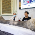 Imagen de un hueso de dinosaurio presentado por el CAS de Salas de los Infantes.