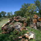 Los troncos cortados se acumulan en una de las zonas del parque de El Parral.