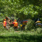 Los operarios trabajando en el apeo de uno de los árboles del parque de El Parral.