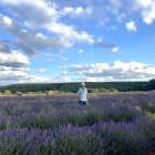 El cultivo de lavanda se extiende por la Comarca del Arlanza.