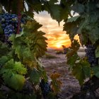 'Entre viñas', imagen ganadora del Concurso de Fotografía Burgos Origen y Destino.