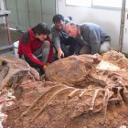 Análisis de las piezas de un dinosaurio en Argentina.