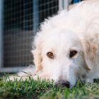 Freya, se encuentra en adopción en Navarra.