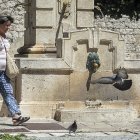 El servicio está encargado, entre otras labores, del control de las  palomas.
