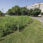 Isla de Biodiversidad en la rotonda de las Cortes de Fuensaldaña, en la capital burgalesa.