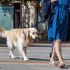 Un perro pasea con su propietario por una céntrica calle de la capital burgalesa.