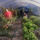 Ignacio Porras, junto a su compañera Yolanda, en el invernadero que ambos mantienen para autoabastecerse de productos libres de fitosanitarios.