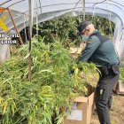 La Guardia Civil desmantela un invernadero con 72 kilos de marihuana en Burgos.