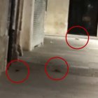 Captura de un vídeo tomado la noche del 1 de octubre en el que se ve a tres ratas en la Flora