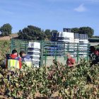 Operativo de vigilancia en vendimia