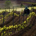 Vendimia en la Ribera del Duero