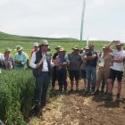 Los campos de ensayo de Bureba Ebro permiten probar la productividad y resistencia de una amplia variedad de semillas certificadas.