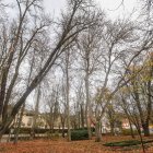 Estado actual del parque de la Isla con árboles de gran porte que entran en competencia entre sí.