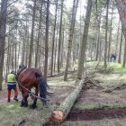 Caballos hispanos bretones están ayudando a acarrear los troncos, en una zona de difícil acceso para maquinaria.