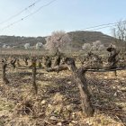 Viñedo de la Ribera del Duero