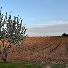 Viñedo de la Ribera del Duero