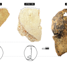 Vista externa y propuesta de posicionamiento de los restos parietales de Homo antecessor. Líneas negras discontínuas.