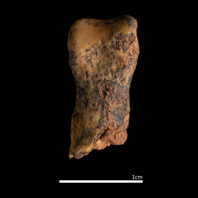 Uno de los restos de antecessor hallados en la campaña 2023 de Atapuerca.