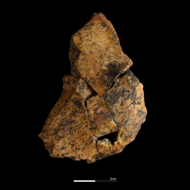 Uno de los restos de antecessor hallados en la campaña 2023 de Atapuerca.