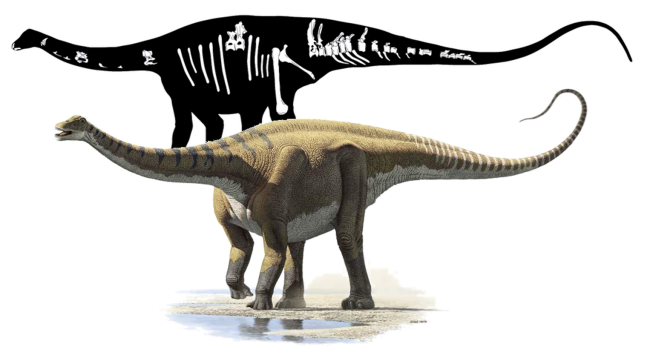 Recreación de Demandasaurus y el esqueleto del que se han recuperado 600 piezas en Salas.