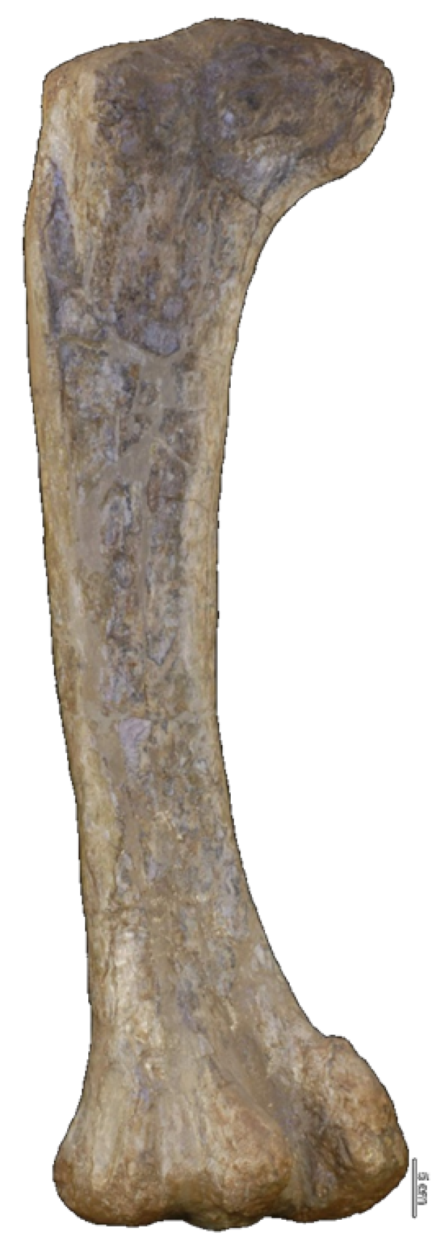 Fémur de Demandasaurus darwini que permite inferir algunas medidas. Alcanzaba los 3,5 metros y tenía una longitud de 12 metros.