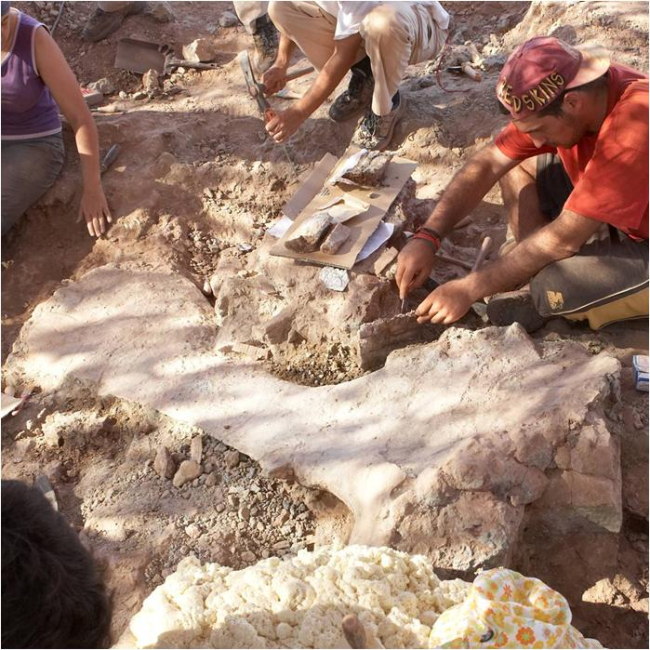 Europatitan eastwoodi ya daba cuenta de su gran tamaño en la excavación. En la imagen excavan su escápula en 2004.
