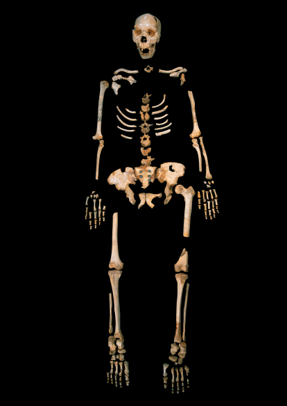 PRENEANDERTAL. 450.000 años. Sima de los Huesos. Encuentran hasta los restos más pequeños. Se completa casi un esqueleto casi completo de los preneandertales de la Sima. Se han extraído más de 7.000 fósiles entre los que se encuentran 20 cráneos. Javier Trueba - Madrid Scientific Films