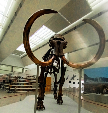 En el centro de esta exhibición se encuentra un esqueleto fosilizado de un mamut lanudo, un ejemplar joven de seis metros de largo y 3,5 metros de altura, hallado en Siberia Occidental hace seis años.