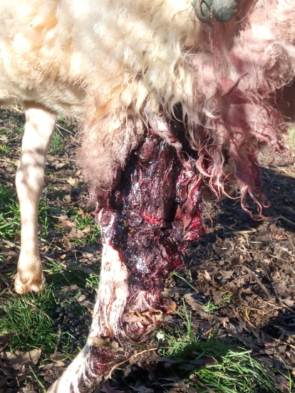 El ataque del lobo deja seis ovejas muertas y varias mordidas en Villafranca Montes de Oca.