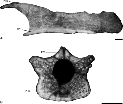 Estructura ósea de la vértebra de arcanosaurus.