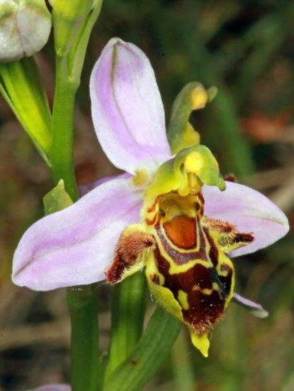 Ophrys aspifera, otro de los ejemplares descubiertos recientemente en Burgos.
