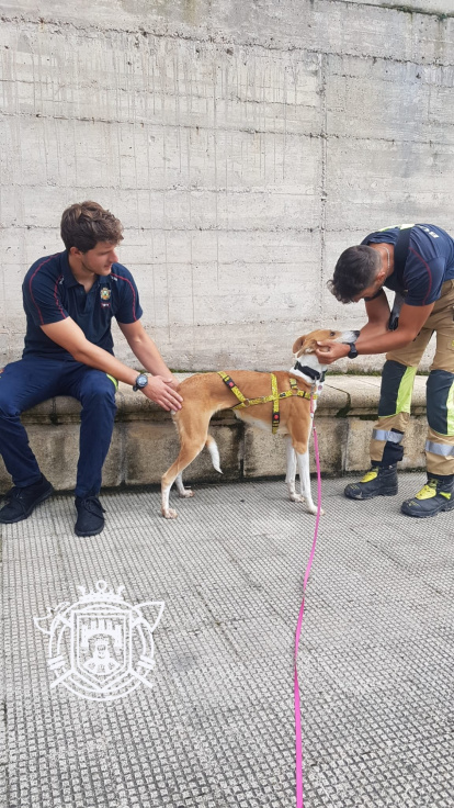 Los Bomberos se llevaron al perro a sus instalaciones hasta su recogida.