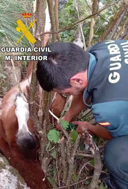 Rescatado en Portillo de la Sía (Burgos) un potro que quedó atrapado tras precipitarse desde 8 metros de altura.