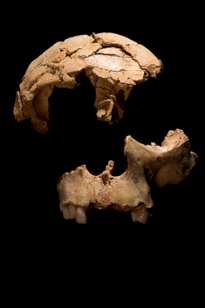 Es el cráneo representativo de la especie Homo antecessor, de 800.000 años descrita en Atapuerca. Se caracterizó como chico, un estudio reciente de dientes determina que es una chica.