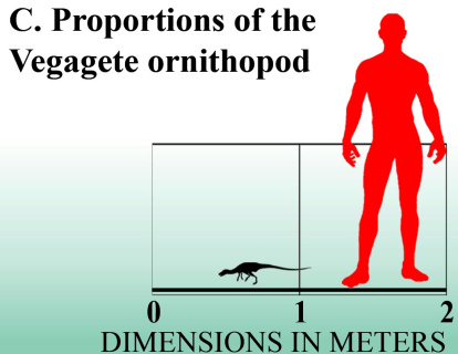 Proporción entre un ser humano y el pequeño dinosaurio de Salas.