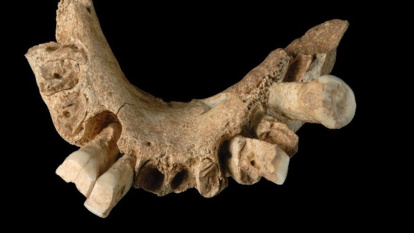 HOMO SP. 1,2 millones de años. Sima del Elefante. Es la mandíbula primer europeo que apareció en 2007. El último gran hallazgo de Atapuerca hasta el de la campaña de 2022.