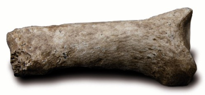 HOMO SP. 1,2 millones de años. Sima del Elefante. Esta falange se encontró en 2008.