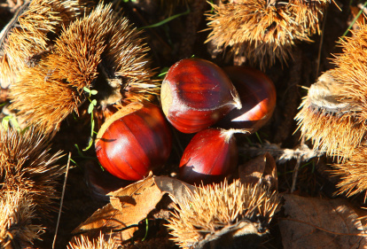Castañas del Bierzo.