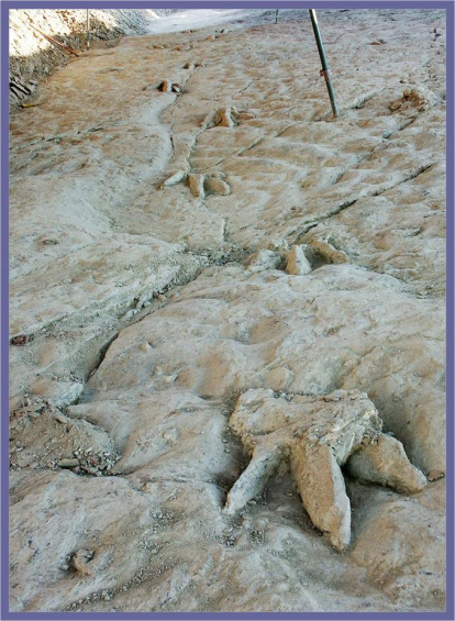 Las huellas más singulares de Costalomo. Esculpe el pie de un carnívoro al que han denominado Atila.