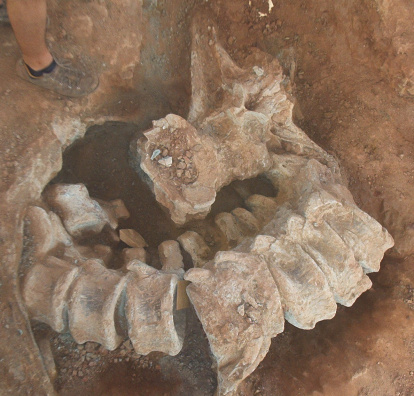 Así apareció la columna de Europatitán. Un gigante devorado por los carnívoros.
