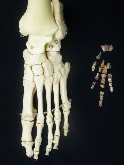 El dinosaurio más pequeño está  en salas. Es Vegagete, un ornitópodo de la familia de los Rahbdodontomorpha. El pie pequeño es el del dinosaurio, el grande el de un humano.