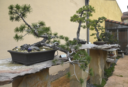 Ejemplares del Museo del Bonsai de Villagonzalo de Pedernales