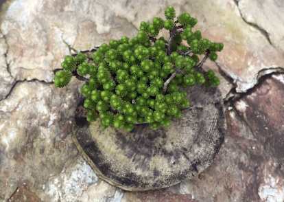 Ejemplares del Museo del Bonsai de Villagonzalo de Pedernales
