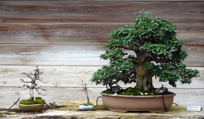 Ejemplares del Museo del Bonsai de Villagonzalo de Pedernales
